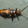 False Blister Beetle