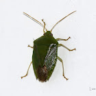 Stink bug