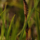 Field horsetail