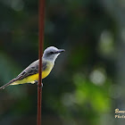 Tropical Kingbird