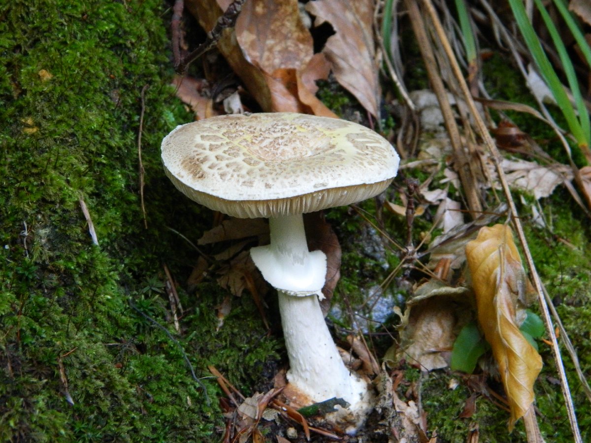 Agaric mushroom