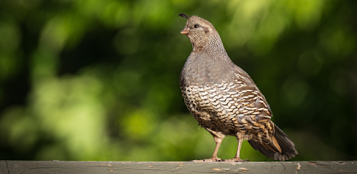 Quail Sounds