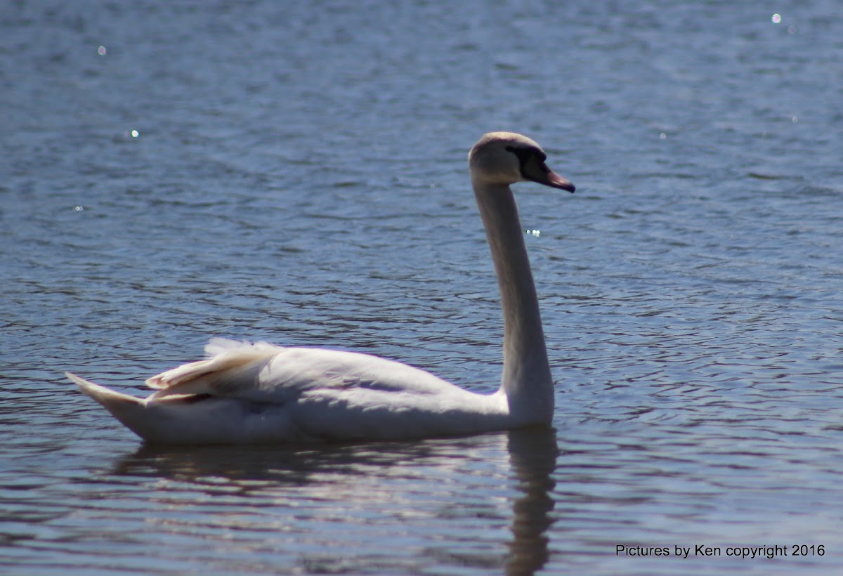 Mute Swan