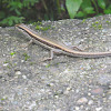 Skink