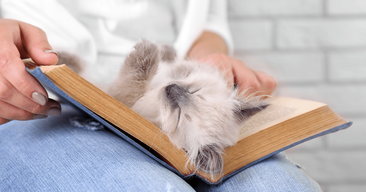 Fluffy grey and white kitten laying belly up in novel on woman's lap