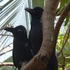 Indian Raven