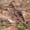 Skylark