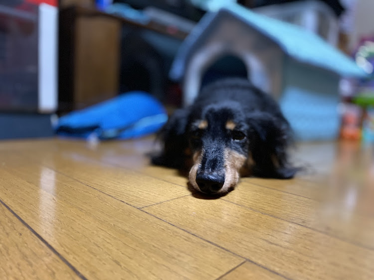 タンクのiPhone撮影・ポートレート・犬・タンクに関するカスタム事例の投稿画像2枚目