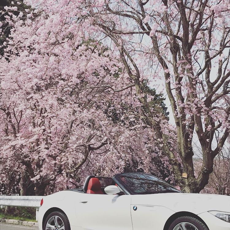 Z4 ロードスターの#桜・#bmwに関するカスタム事例の投稿画像1枚目