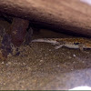 Side blotched lizard