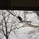 American crow