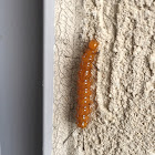 Spotted Oleander Caterpillar