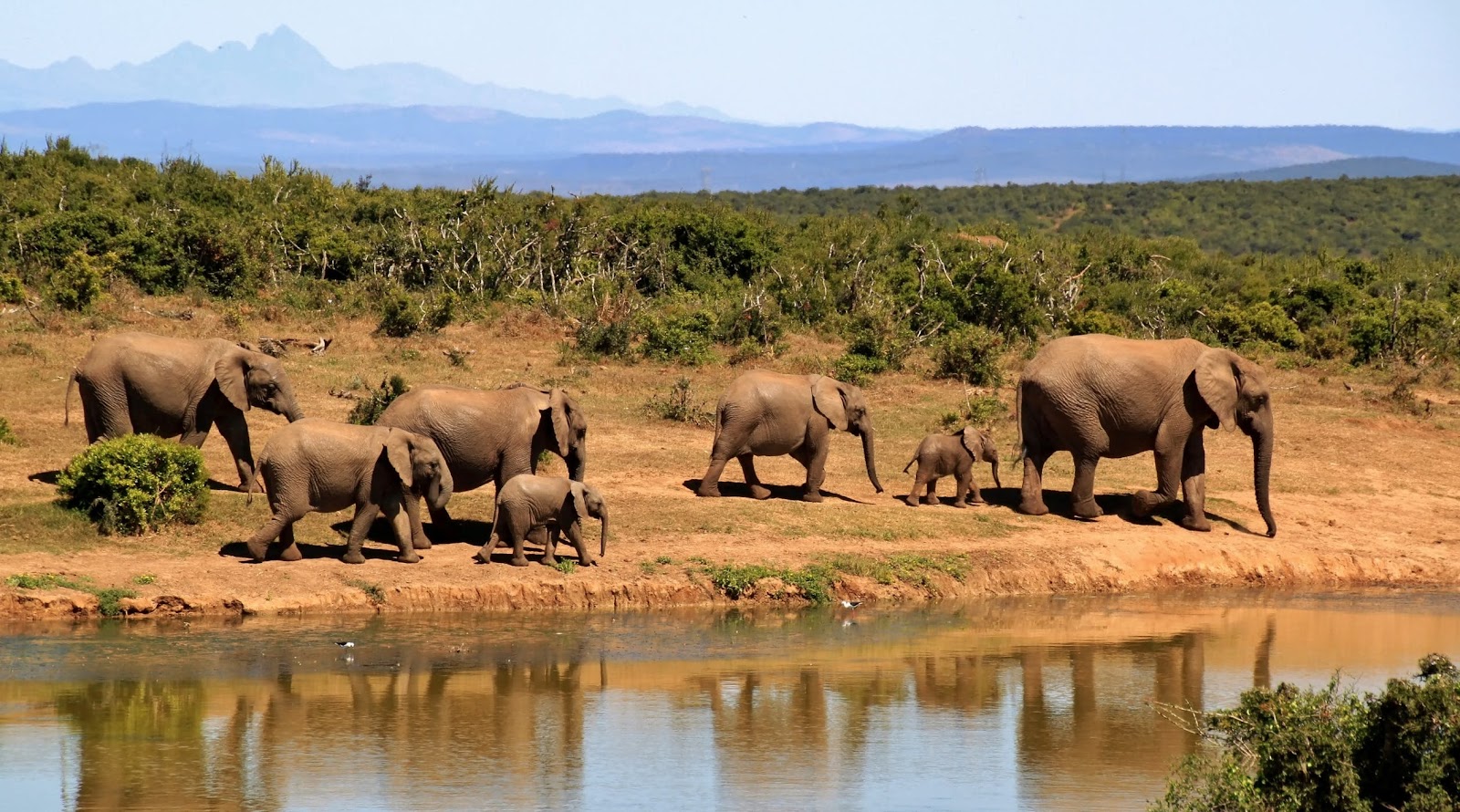Addo National Park unter den Top 10 Safari Parks in Afrika