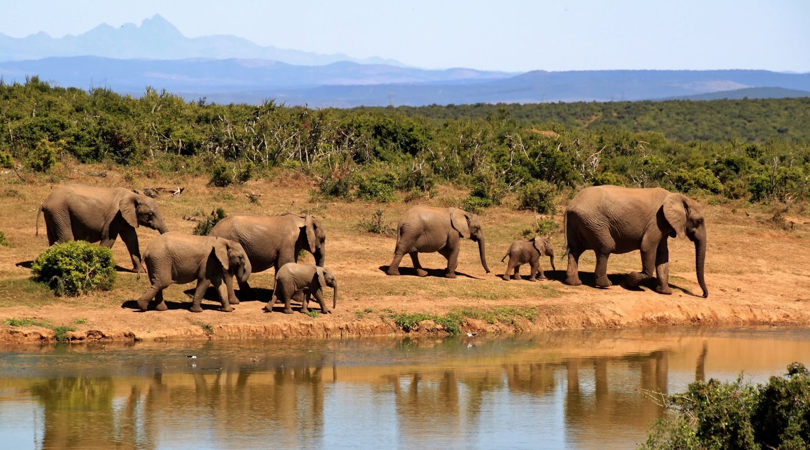 Addo National Park