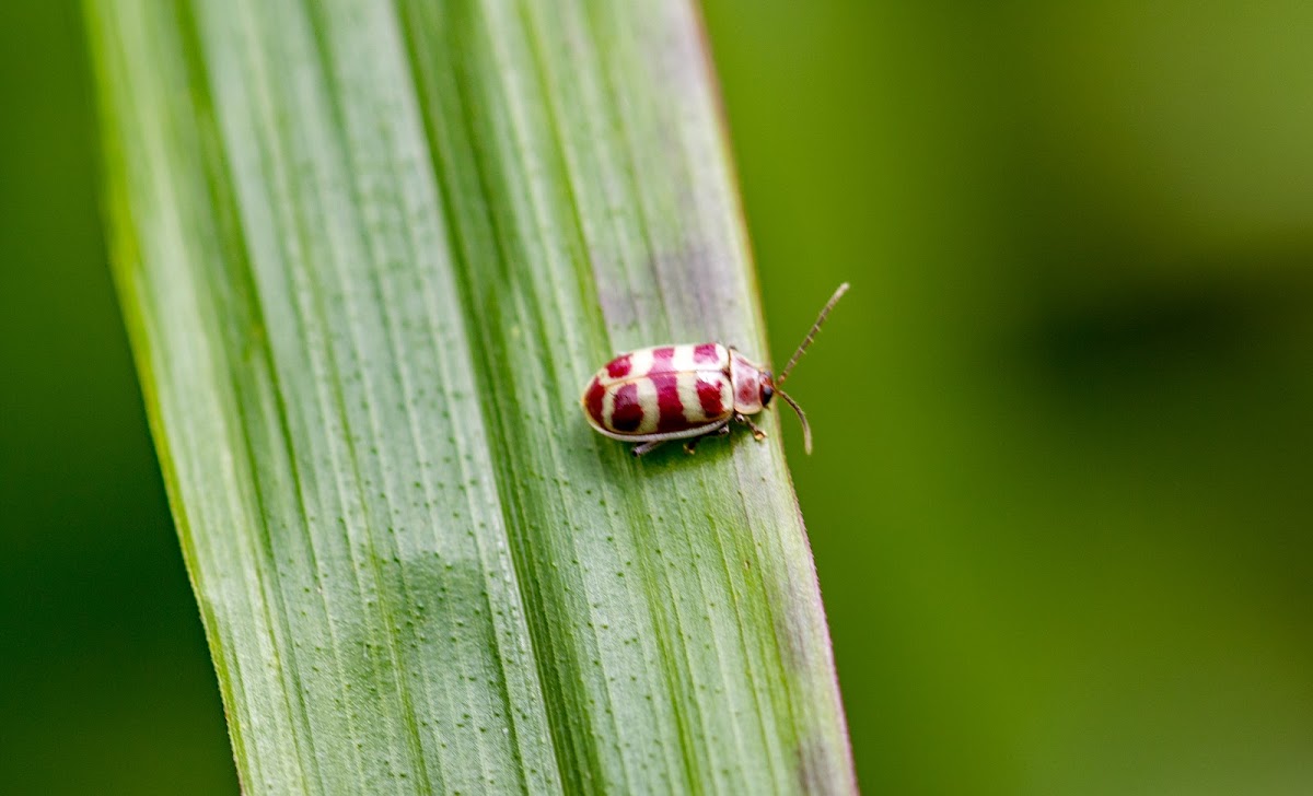 Flea Beetle