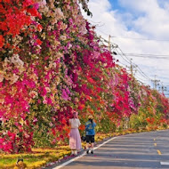 菁芳園 Tenway Garden／花園餐廳／落羽松