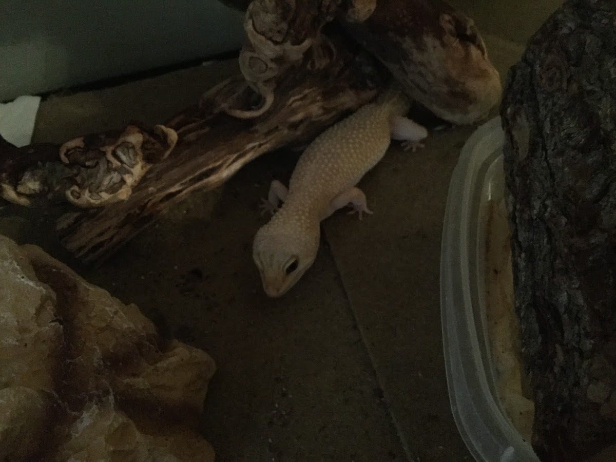 Albino leopard gecko