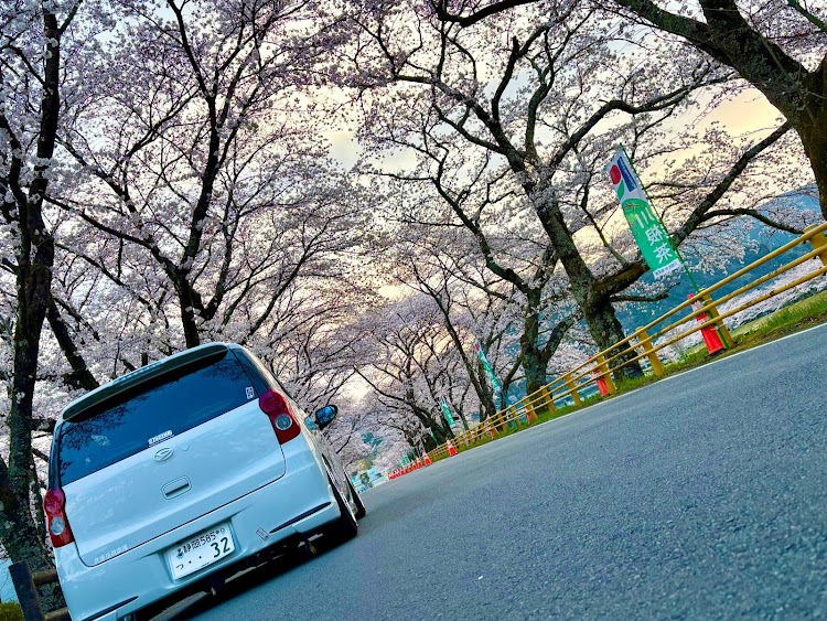 ミラカスタムの似漆伍倶楽部・桜シーズン開幕・サクラと愛車・桜トンネル・コラボお誘いお待ちしておりますに関するカスタム事例の投稿画像4枚目