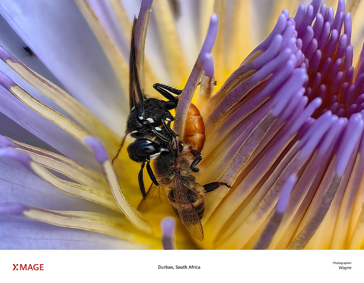 This vivid close-up was captured in Durban using a Huawei P60 Pro.