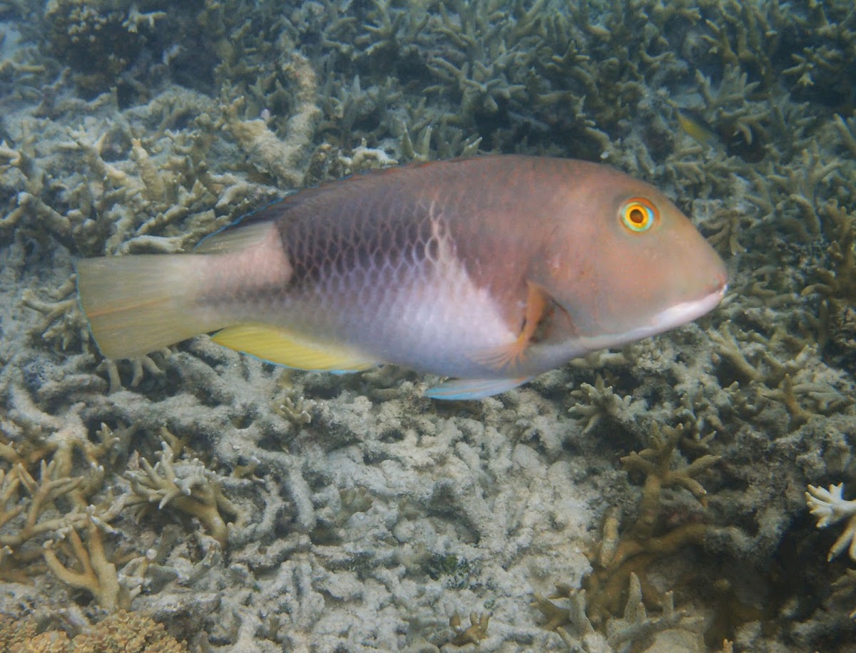 Orange-dotted tuskfish