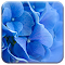Item logo image for Blue Hydrangea