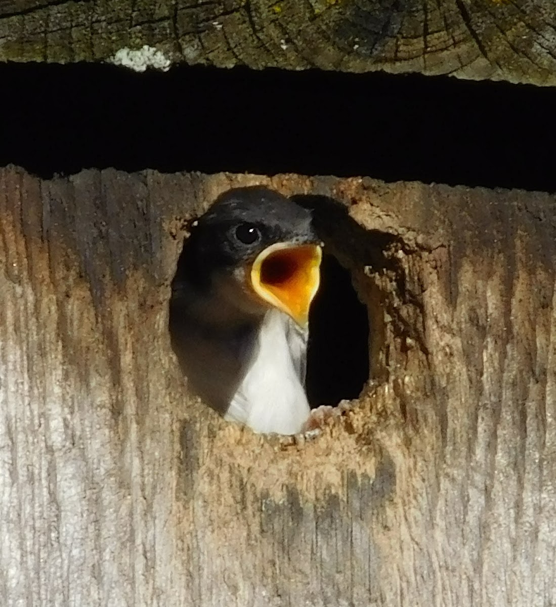 Tree Swallow