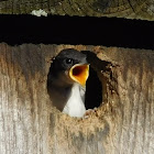 Tree Swallow