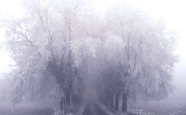 Viale nella nebbia di roberto