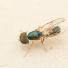 Soldier fly (Microchrysa sp)