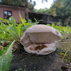 Fungus with other creatures