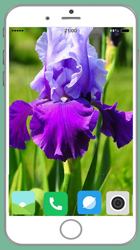 Exotic Flower Full HD Wallpaper