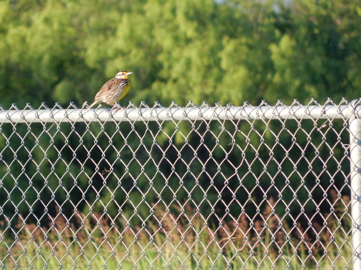 Eastern Meadowlark