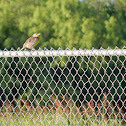 Eastern Meadowlark