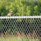 Eastern Meadowlark