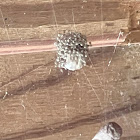 Common House Spiderlings