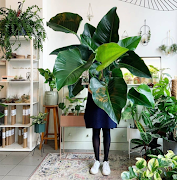 Order your indoor plants online via Atrium Plants.