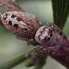 Jumping spider