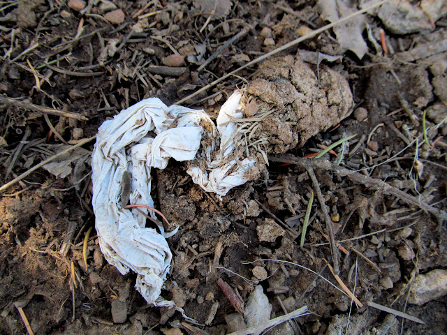 Animal scat containing some thin plastic sheeting and grass