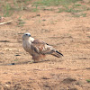 Brahminy Kite