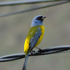 Blue and yellow tanager