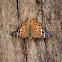 Tawny emperor