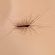 House Centipede