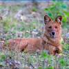 Dhole