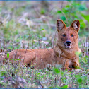 Dhole