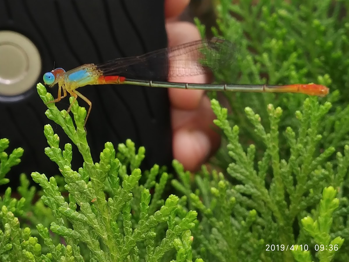 Orange-tailed Marsh Dart