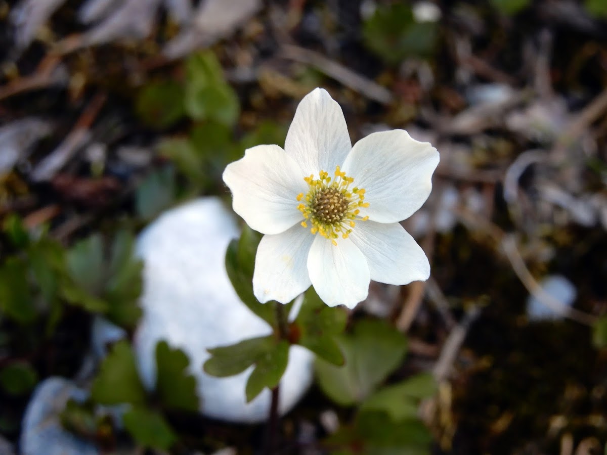 White Mountain Avens