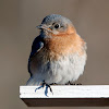 Eastern Bluebird (Female)