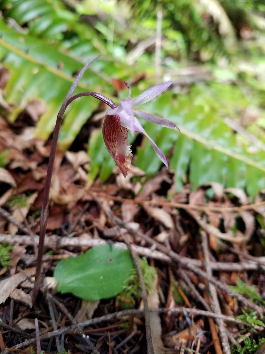 Calypso Orchid