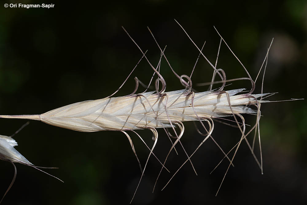 Multi-awned Brome