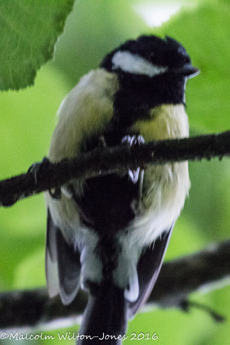 Great Tit